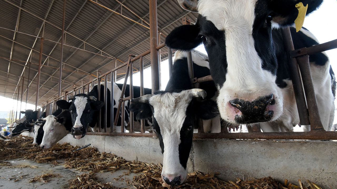 China afirma haber clonado con éxito 3 ‘súper vacas’ altamente productivas
