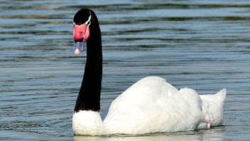 Se detectaron casos de gripe aviar en cisnes de cuello negro. (Crédito: sitio web del Ministerio de Ganadería, Agricultura y Pesca de Uruguay)