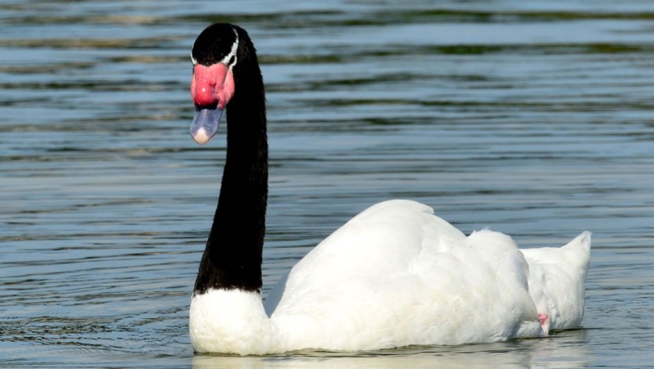 Detecta casos de gripe aviar en cisnes de cola negra.  (Crédito: sitio web del Ministerio de Ganadería, Agricultura y Pesca de Uruguay)