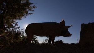 espana-jamon-iberico-cerdo-