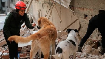 turquia rescates perros costa rica