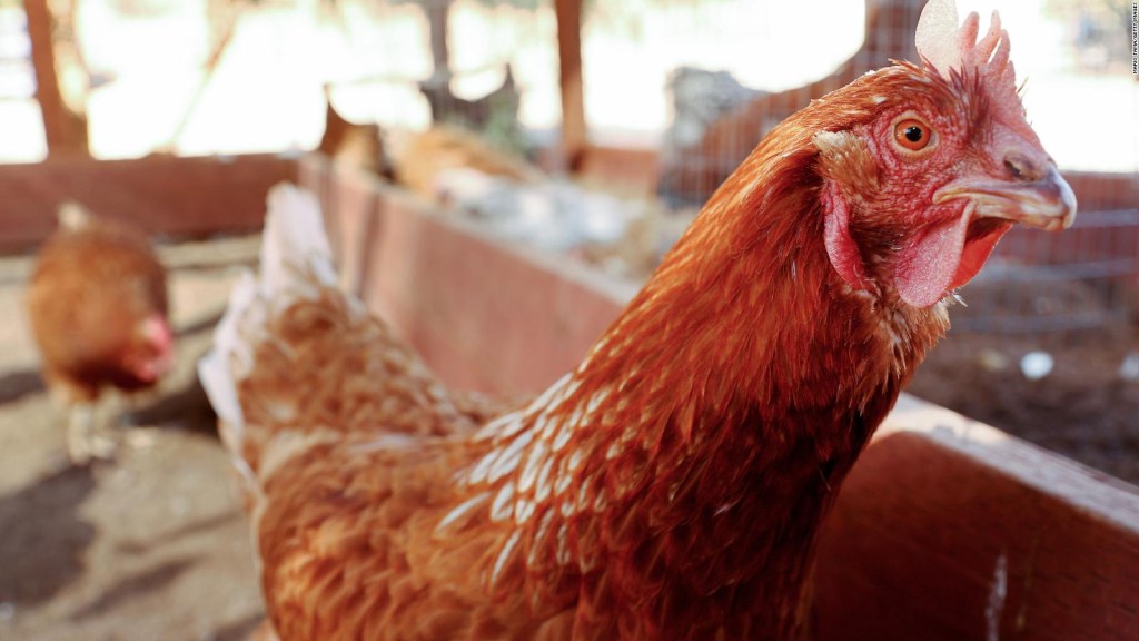 ¿Puede afectar el brote de gripe aviar en EE.UU. a los humanos?