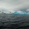 Alertan que el hielo que rodea la Antártida está en niveles mínimos