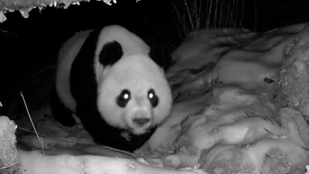 Watch how pandas drink water in the middle of snowfall