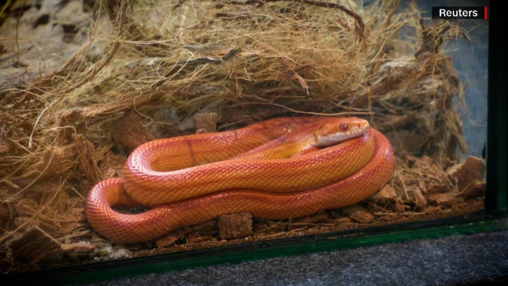 ¿Tomarías un café y un postre en compañía de los reptiles?