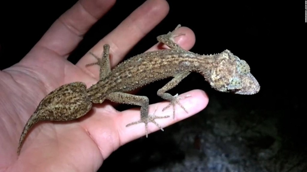 A new species of lizard has been discovered on an Australian island