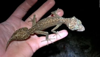 Descubren una nueva especie de lagartija en una isla de Australia