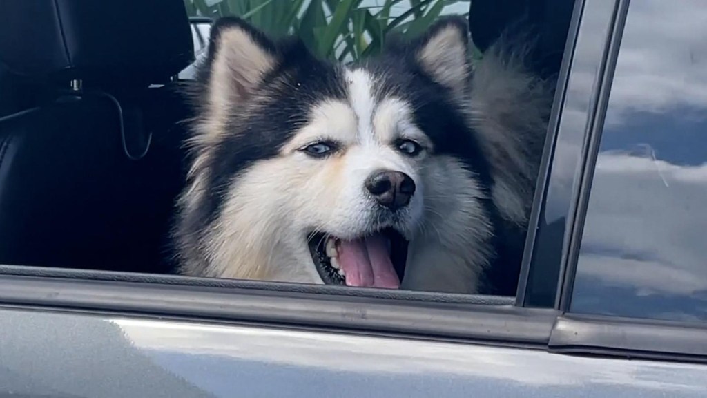 Proyecto de ley de Florida prohíbe que los perros saquen la cabeza del automóvil