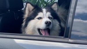 Proyecto de ley en Florida prohíbe que los perros saquen la cabeza fuera del auto