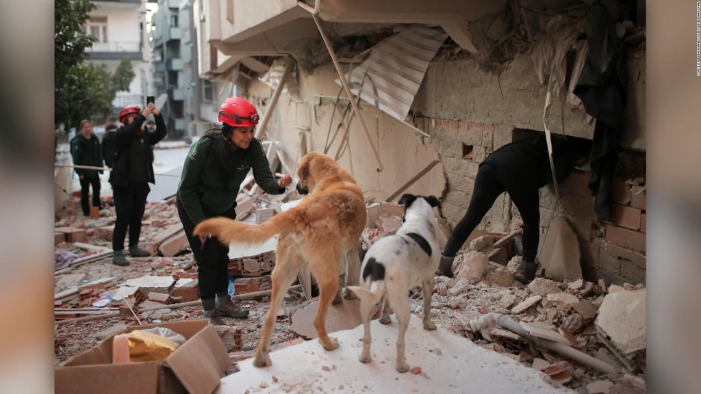 ¿Adónde irán las mascotas rescatadas de Turquía durante el terremoto?