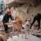 ¿Qué pasará con las mascotas rescatadas en Turquía tras el terremoto?