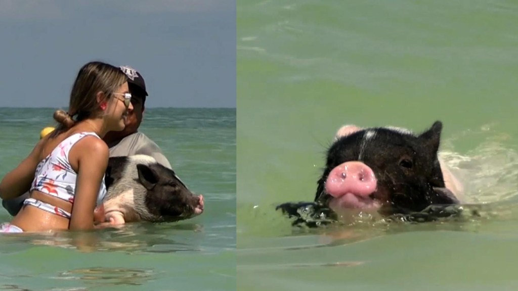 Conoce la playa "Pig Beach" en México que está conquistando a turistas