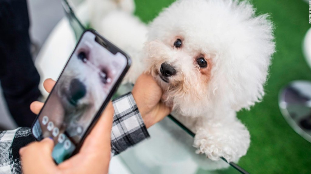 Your pet's nose print could replace the microchip