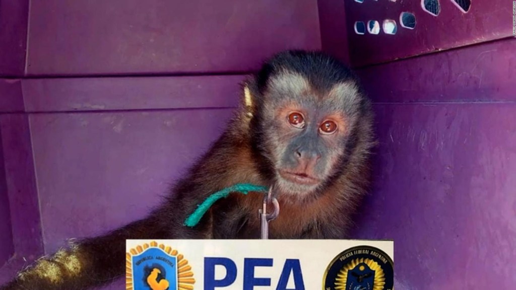 They rescue a tiny capuchin monkey in Argentina