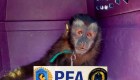 Rescatan a un pequeño mono capuchino en Argentina