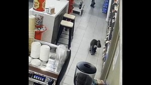 Así un curioso koala sorprende a todos en una estación de servicio