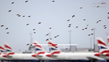 ¿Cuán peligrosos son los choques de aves contra aviones?