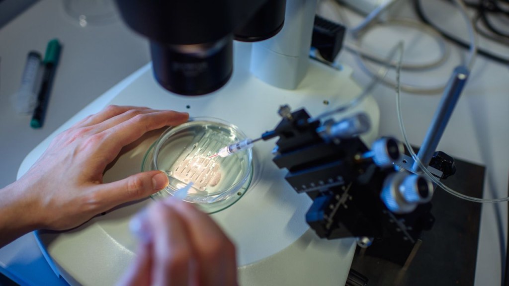 Un investigador manipula una placa de Petri mientras observa un proceso CRISPR/Cas9 a través de estereomicroscopía en el Centro Max-Delbrueck de Medicina Molecular en 2018. (Crédito: Gregor Fischer/Picture Alliance/Getty Images)
