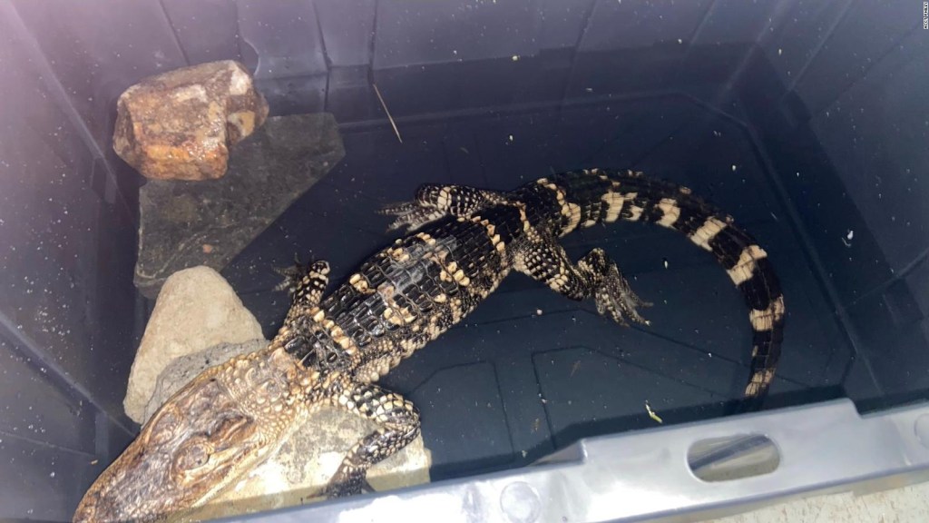 An exotic alligator found in a Philadelphia park