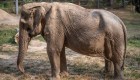 Activistas denuncian crueldad animas con elefantes