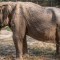 Activistas denuncian crueldad animas con elefantes