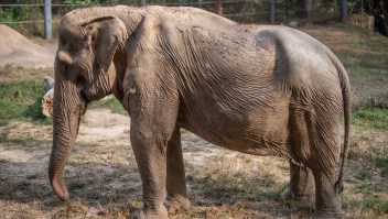 turismo elefantes daños abuso animal