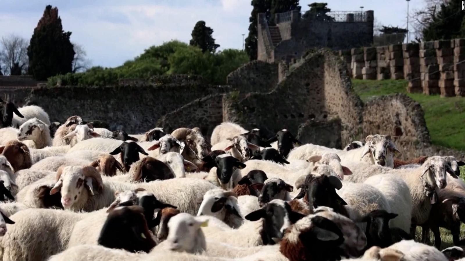 Un gregge di capre aiuta l’agricoltura in Italia