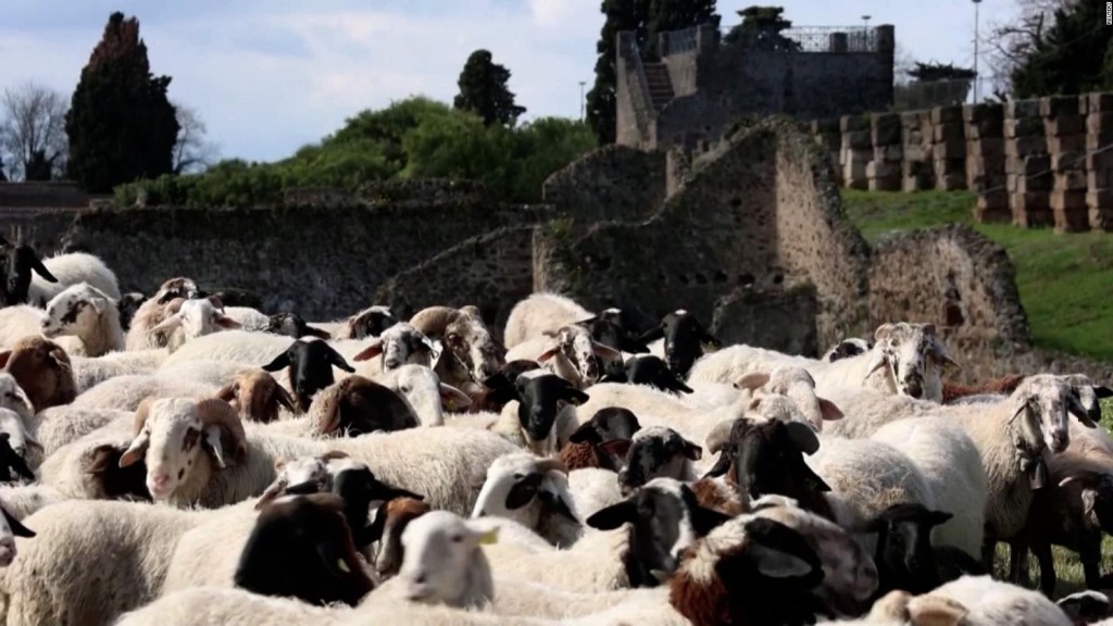 Un rebaño de ovejas ayuda a la agricultura en Italia
