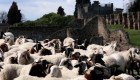 Un gregge di capre aiuta l'agricoltura in Italia