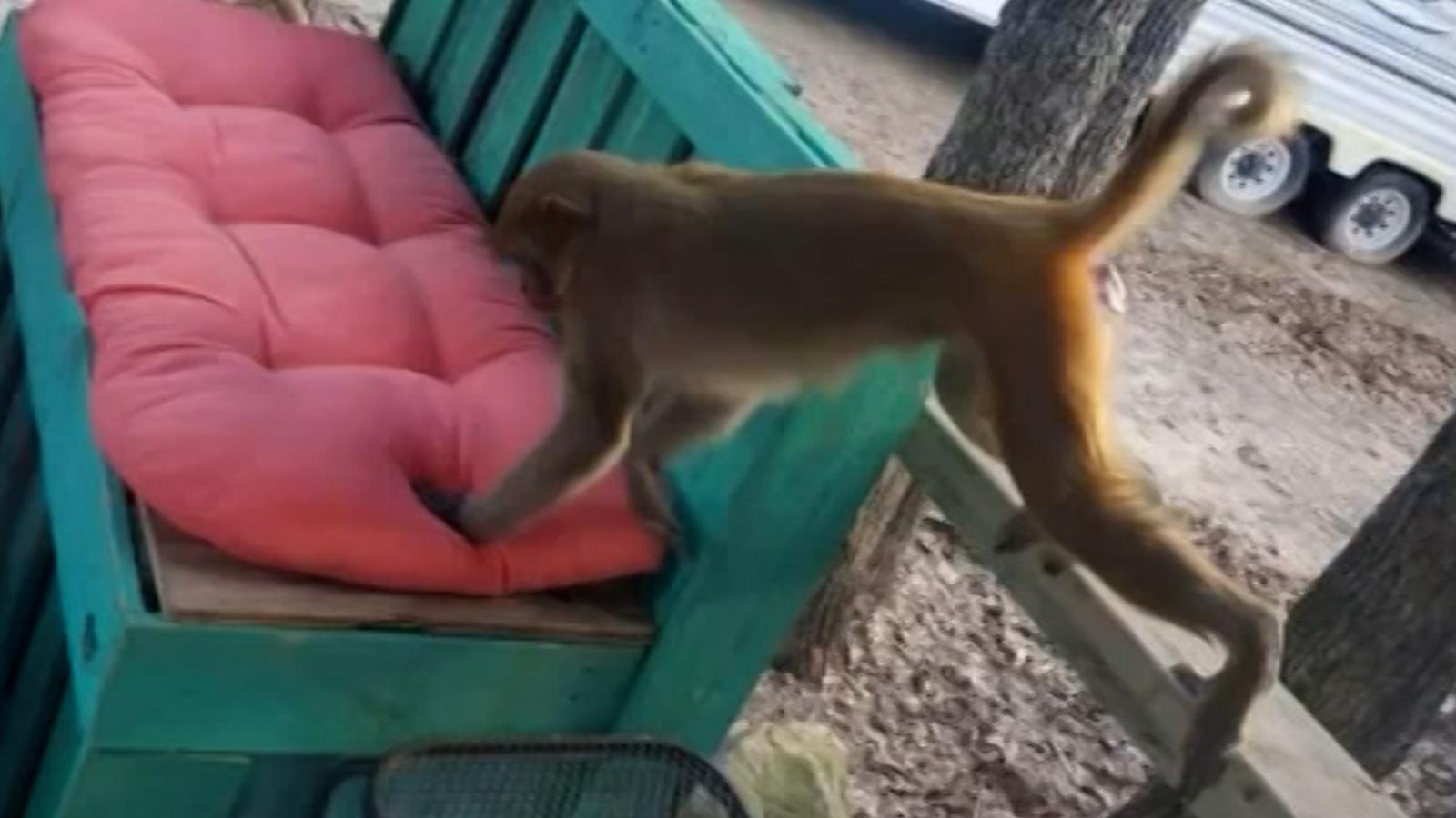 This monkey attacks a woman and tears off part of her ear