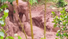 Mira el rescate de un elefante de un estanque fangoso en China