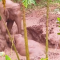Mira el rescate de un elefante de un estanque fangoso en China