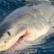 Video muestra a familia capturar un tiburón blanco y luego liberarlo