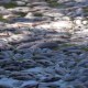 ¿Por qué aparecen peces muertos en un río de Australia?