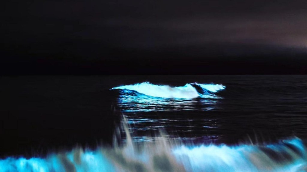 Las costas de Mar del Plata se tornaron fluorescentes