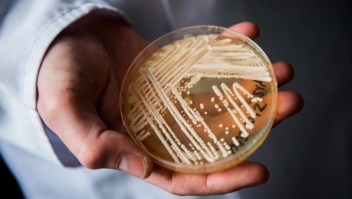 Cándida auris, el hongo que amenaza en los hospitales de EE.UU.