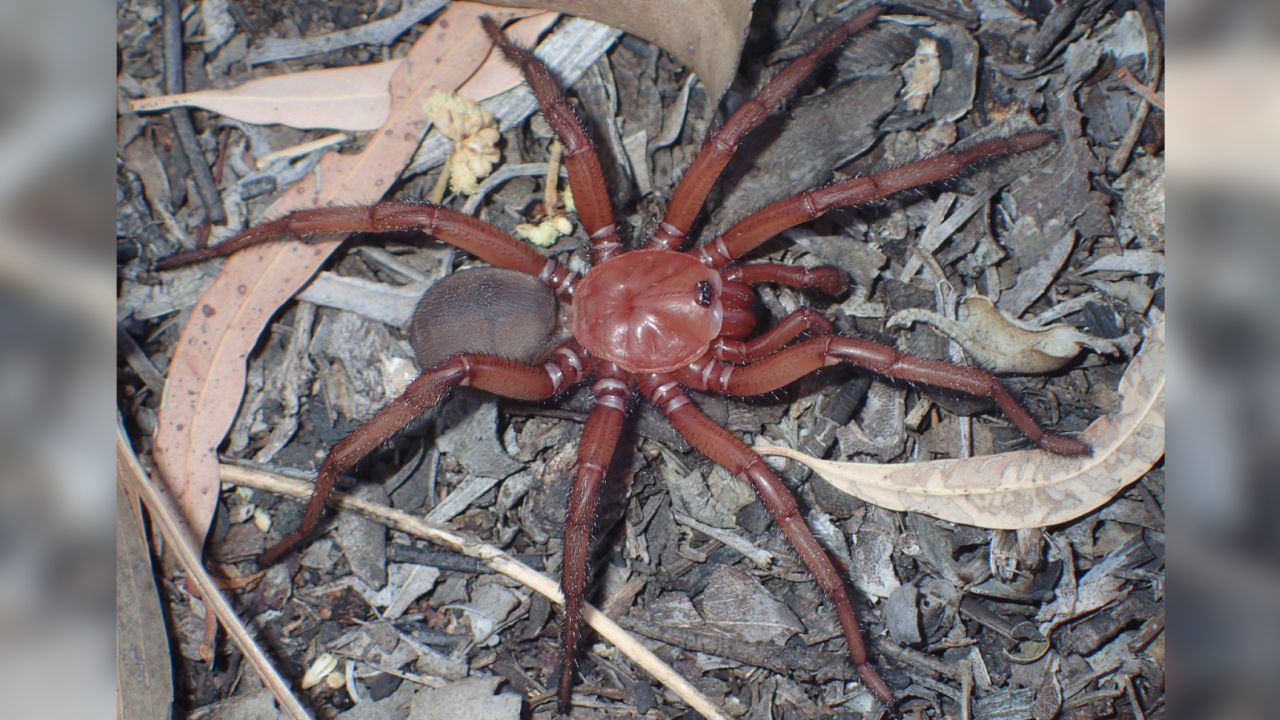 A rare species of giant spider found in Australia