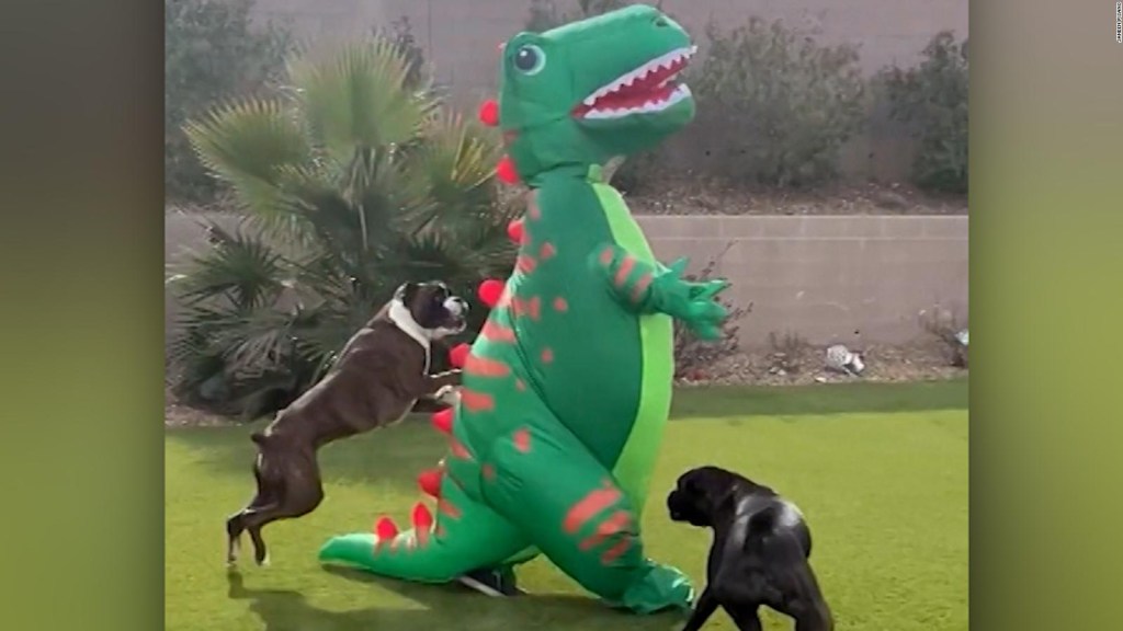 Apunta a que dos perros boxer se vuelvan locos por un T. rex inflable