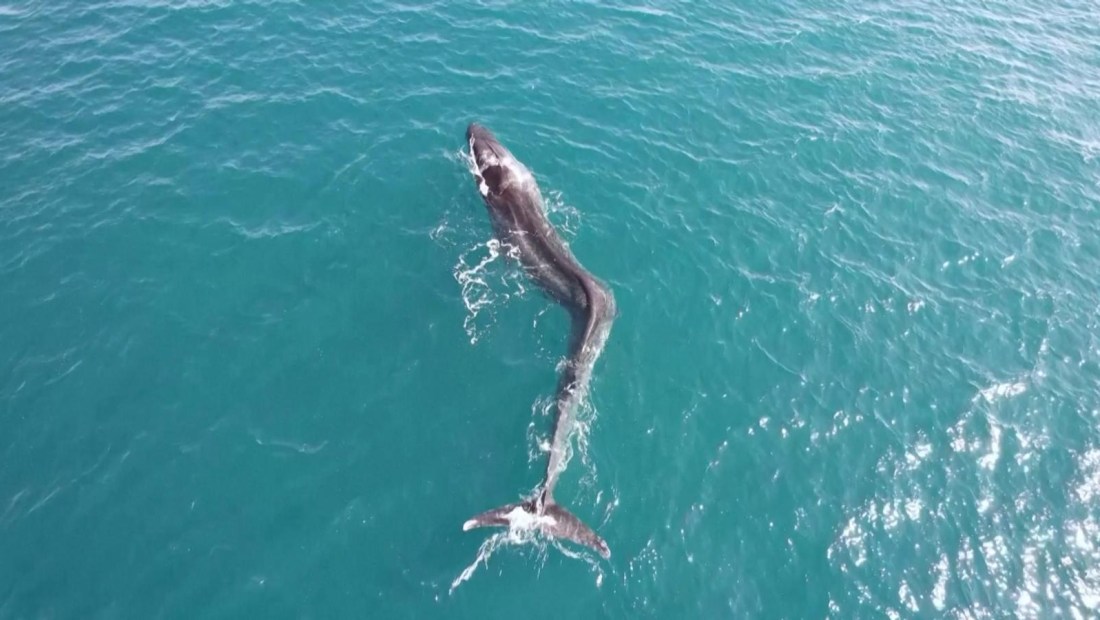 Captan a una enorme ballena que nada con una grave lesión