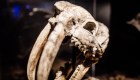 Encuentran restos fósiles de casi 30.000 años en Argentina