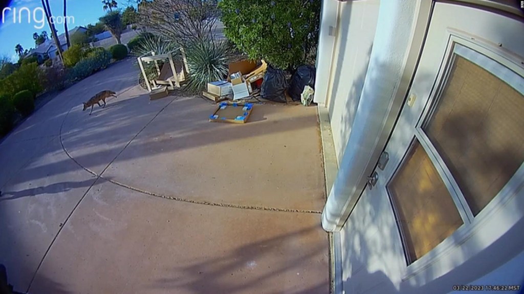 Ataque de coyote a niño captado en video por cámara de seguridad