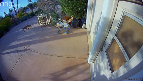 Ataque de coyote a un niño es captado en video por cámara de seguridad