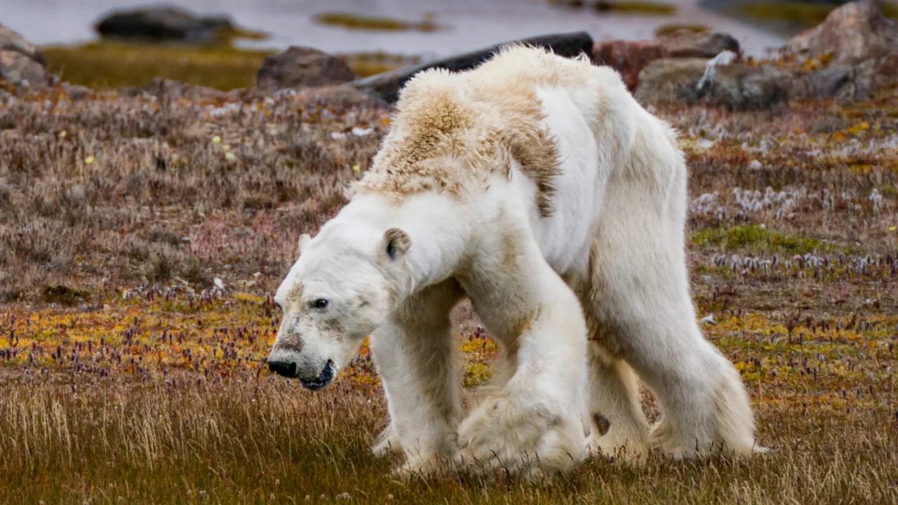 oso polar clima