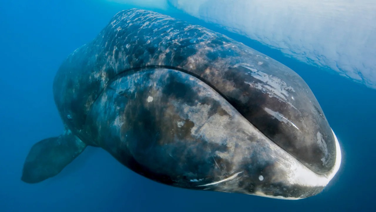 ballenas groenlandia
