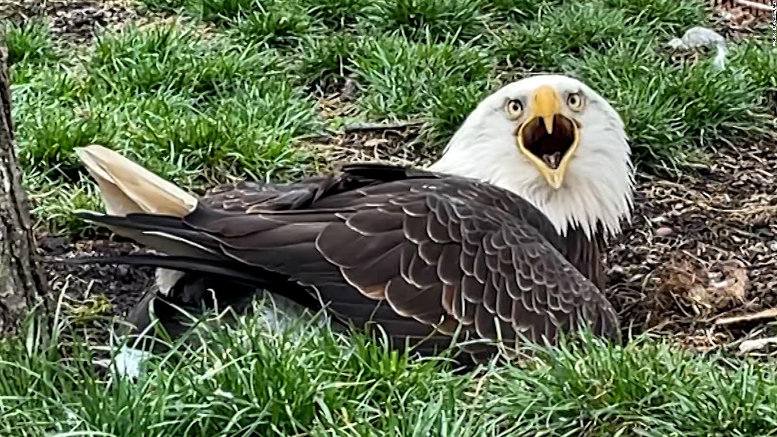 Águila incuba una roca en lugar de un huevo | Video
