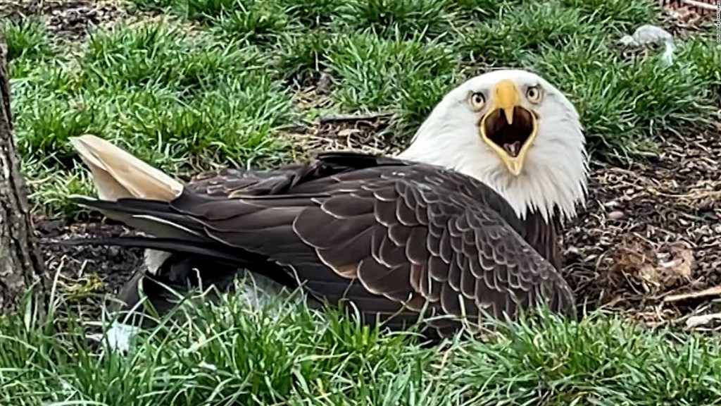 Eagle incuba una roca en lugar de un huevo