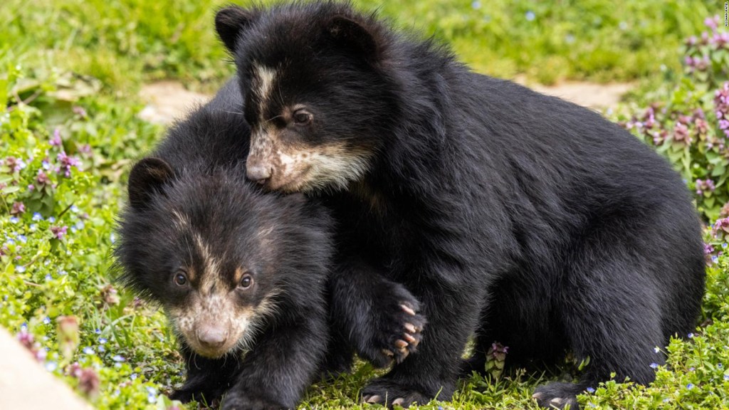 Mira a los dos cachorros de oso andino que nacieron en el Smithsonian