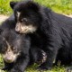 Mira a los dos cachorros de oso andino que nacieron en el Smithsonian