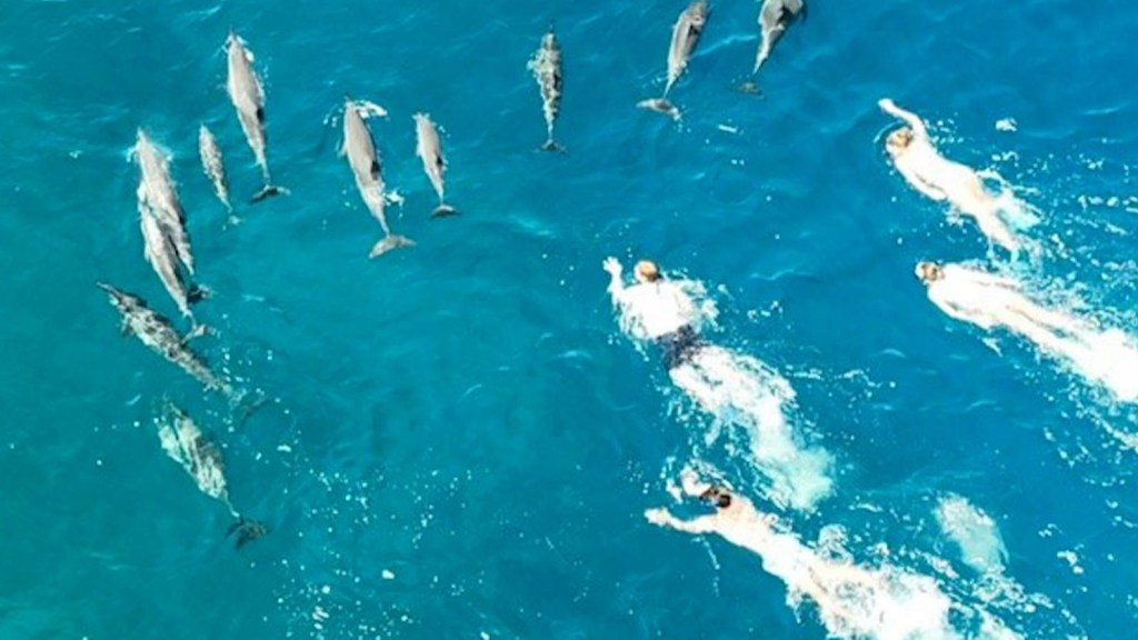 Captan in fraganti a un grupo de personas "persecución" delfines en hawai