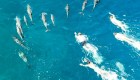 Captan in fraganti a un grupo de personas "acosando" delfines en Hawai